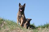 MALINOIS 997